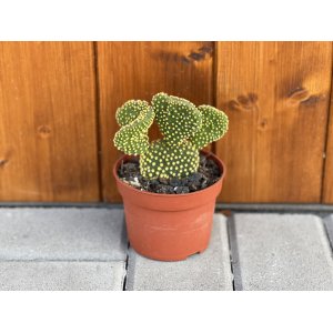 Opuncia (Opuntia microdasys) ´CRISTATA´- výška 5-10 cm, kont. C1L